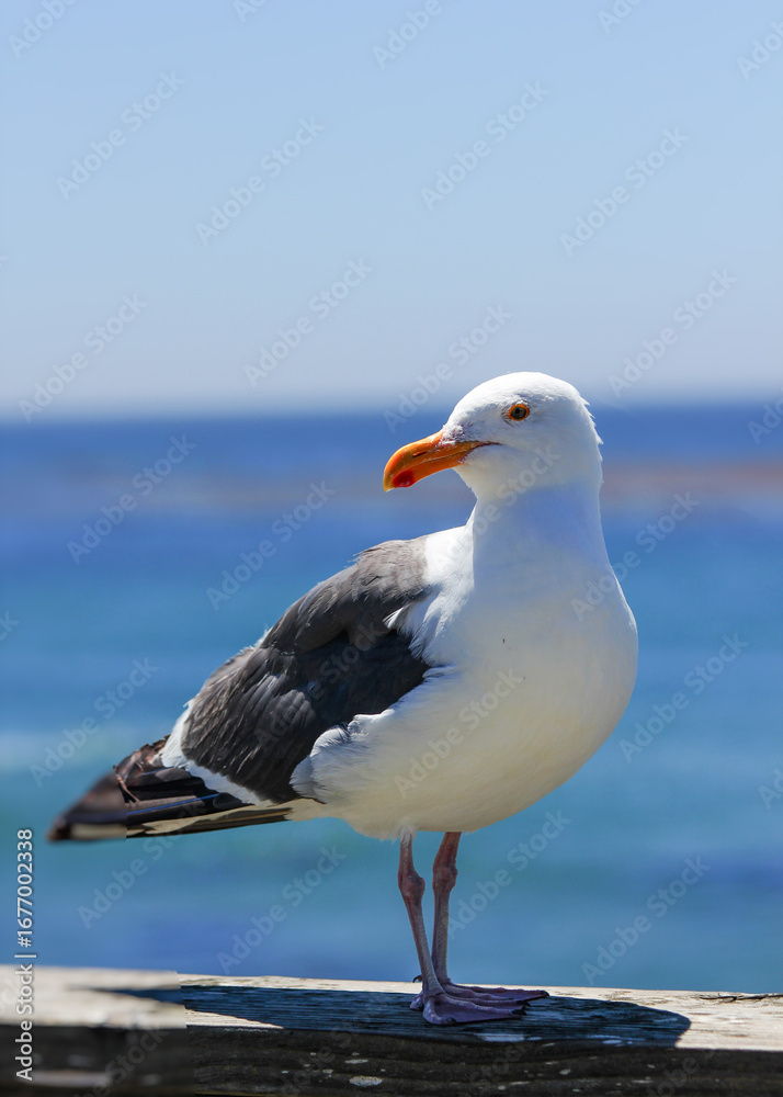 Obraz premium seagull on the beach