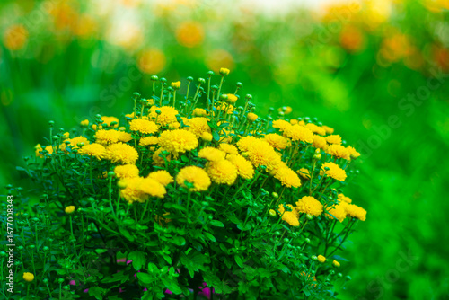 Yellow garden flowers on a blurred picturesque background.