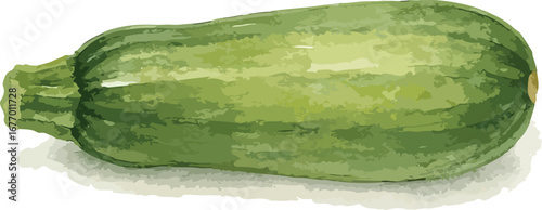 Hand drawn watercolor Zucchini illustration