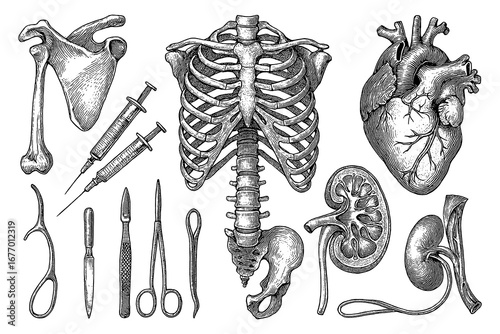 Vintage anatomy illustrations with skeletons, skulls, heart and medical tools in engraving style, Transparent Background