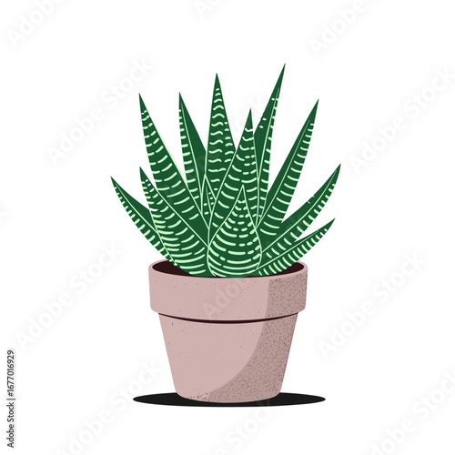 Beautiful green zebra succulent plant in a pink terracotta pot illustration on white background