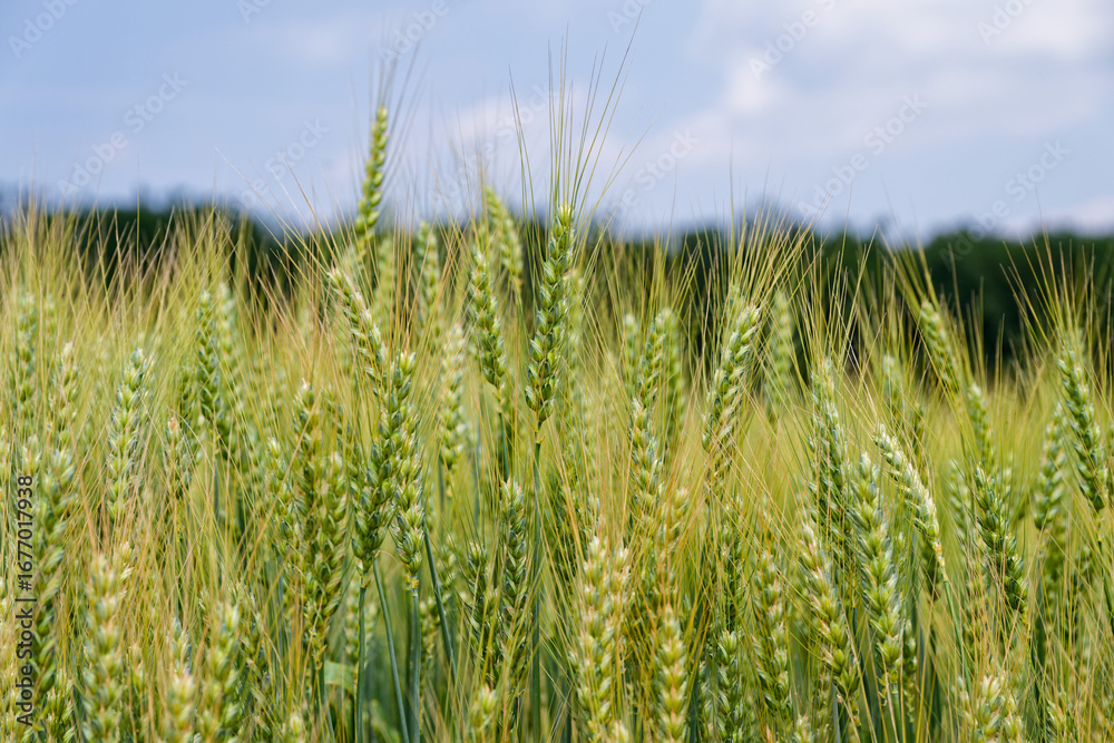 Obraz premium Wheat Field Under Blue Sky
