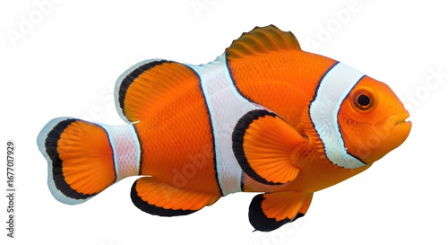 Фотография Isolated Clownfish