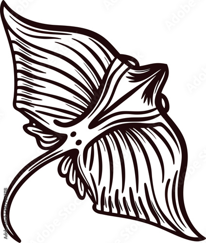 Hand drawn stingray illustration with detailed fins and lines isolated on white background