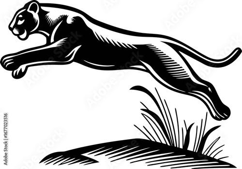 Leaping black panther illustration in vintage engraved style, wild animal jumping over grass isolated on white background