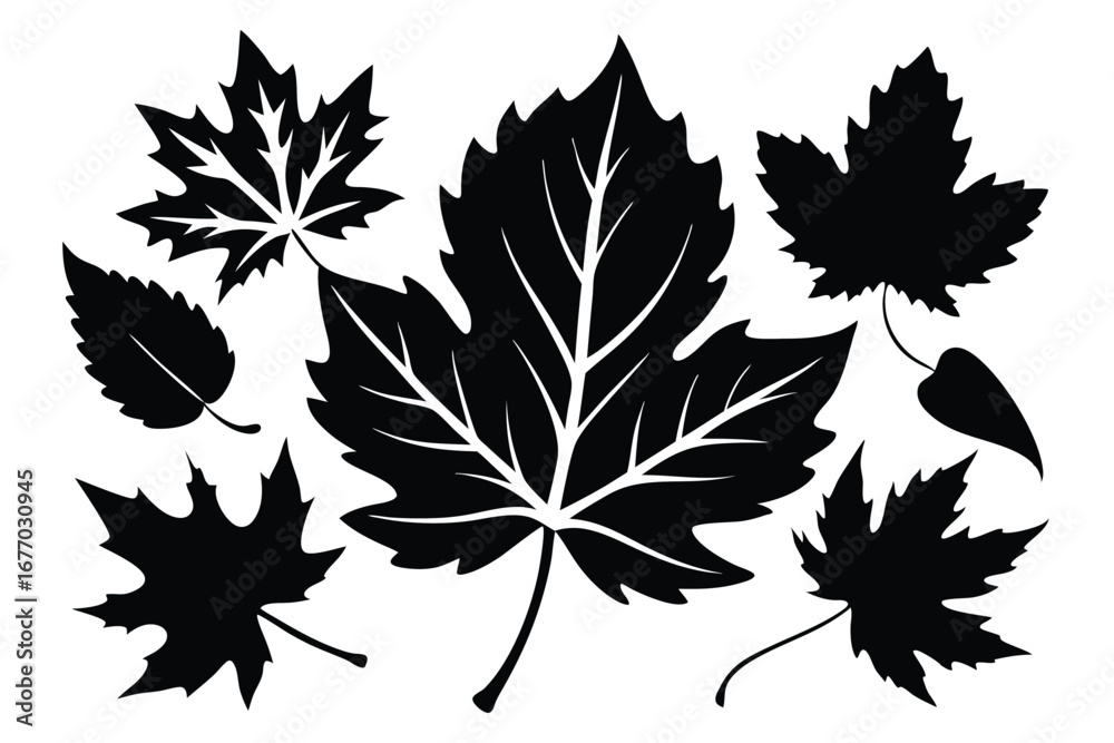Fototapeta premium Black Silhouette of Various Maple Leaves in Different Sizes and Shapes Illustration