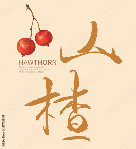 Hawthorn Fruit and Chinese Calligraphy Illustration
