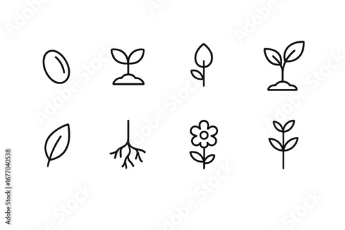 Plant growth life cycle icon set. Linear agriculture and gardening symbols for botany infographic. Vector seed, sprout, seedling, root, leaf, flower, stem icons.