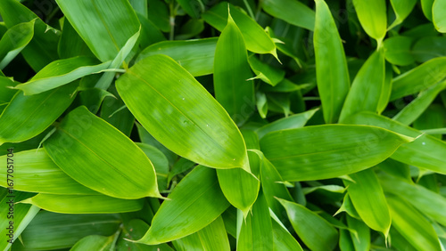 Fresh Green Hosta Leaves in Garden Setting