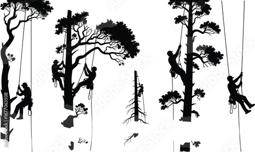 Tree climbers working in forest, arborist rope techniques, tree climbing safety, professional arboriculture training, workers with harness, forest canopy operation