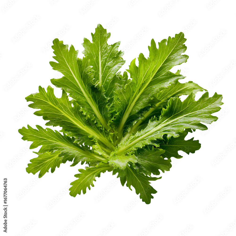 Fototapeta premium Mizuna Greens, isolated on transparent background