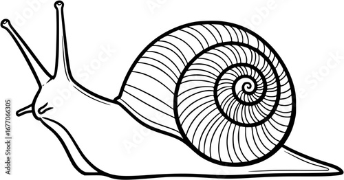 snail on a white background