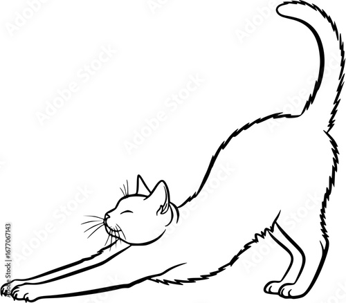 vector illustration of a cat