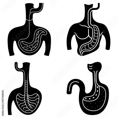 Anatomical illustrations showing different views of the human stomach and esophagus in black and white style
