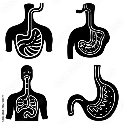 Illustration showing the human digestive system with esophagus stomach and intestines in black and white style