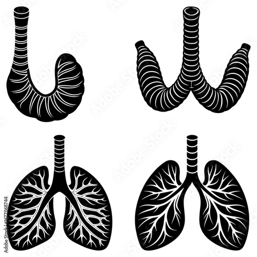 Illustration showing trachea and lungs in different configurations in black and white anatomical drawing style