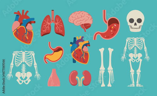 Detailed vector icons of human anatomy