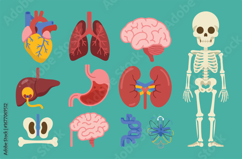 Detailed vector icons of human anatomy