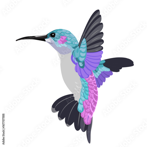 Colibri bird vector illustration. Turquoise and violet hummingbird. Flying bird on white background.