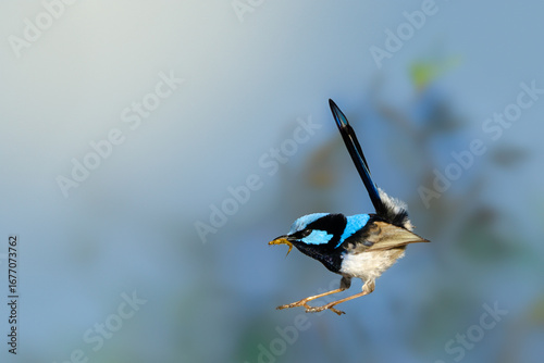 Superb Fairy-wren in Mid-air with a Bug
