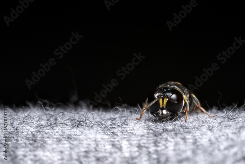 black-yellow colored insect (Ectemnius) resting on a piece of grey cloth