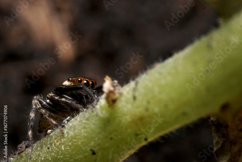 Male Adanson's house jumper, a jumping spider (Hasarius adansoni) walking on stem, located in West Java, Indonesia