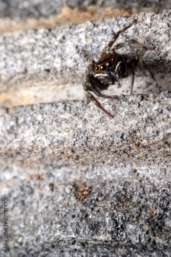 Male Adanson's house jumper, a jumping spider (Hasarius adansoni) on a grey wall, located in West Java, Indonesia.