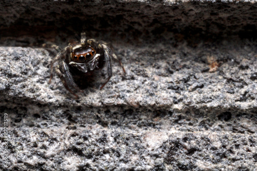 Male Adanson's house jumper, a jumping spider (Hasarius adansoni) on a grey wall, located in West Java, Indonesia.