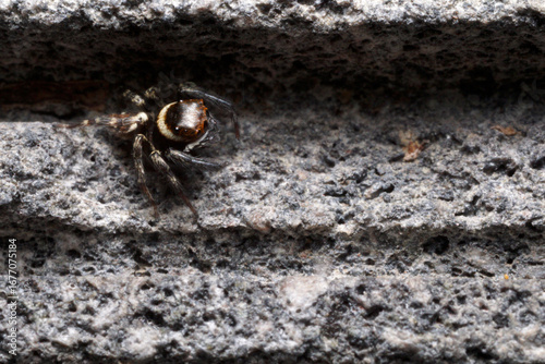Male Adanson's house jumper, a jjumping spider (Hasarius adansoni) on a grey wall, located in West Java, Indonesia.