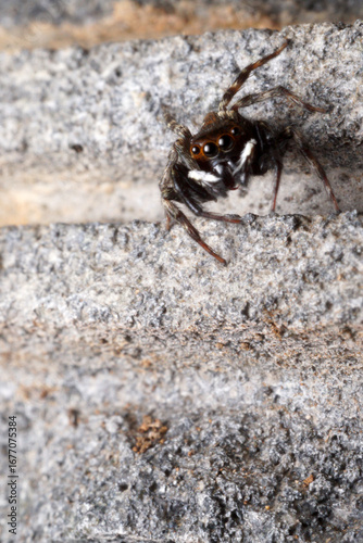 Male Adanson's house jumper, a jumping spider (Hasarius adansoni) on a grey wall, located in West Java, Indonesia.