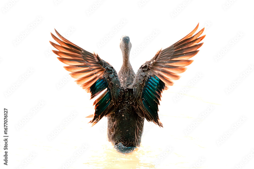 Fototapeta premium Wild Duck Stretching Wings in Water