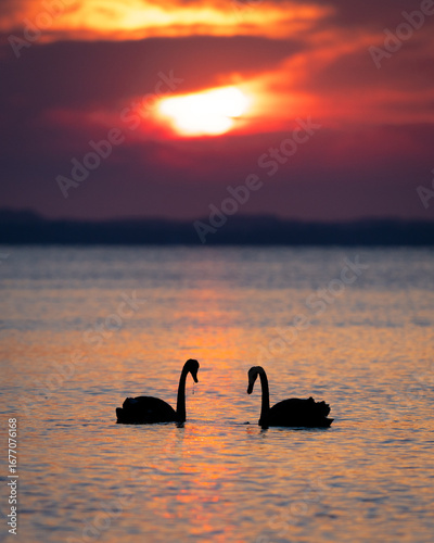 Two Black Swans Facing Each Other at Sunset