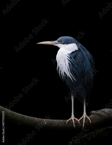 Pied Heron on a Branch with a Black Background