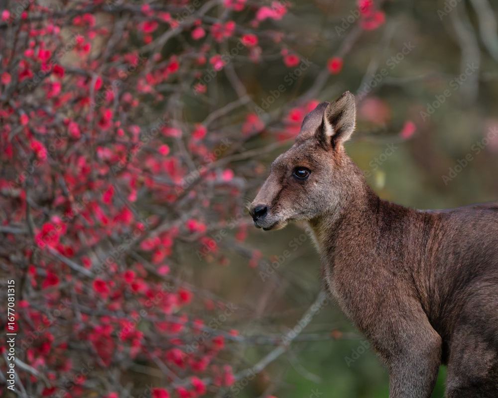 Fototapeta premium Kangaroo in a Field of Red Flowers