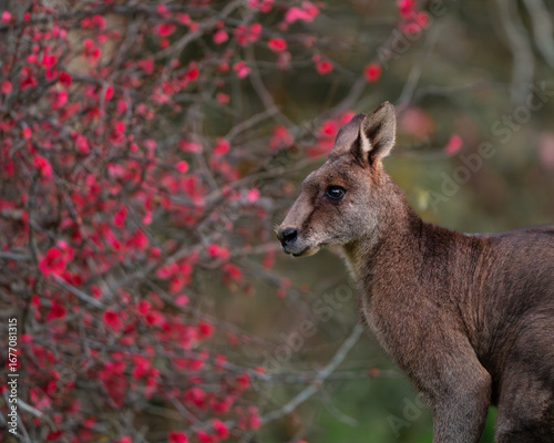 Kangaroo in a Field of Red Flowers