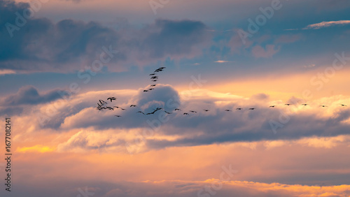 A Flock of Birds Flying Through Sunset Clouds