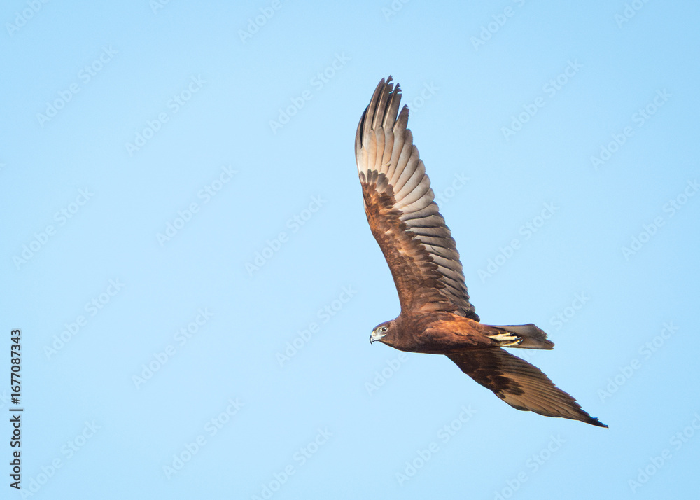 Obraz premium Swamp Harrier in Flight