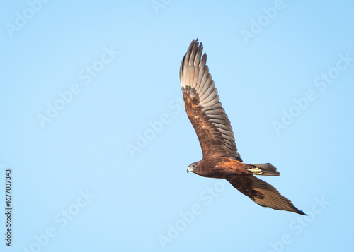 Swamp Harrier in Flight