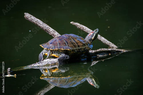 A red-eared slider turtle lies on a wooden log in the water, basking on a sunny summer day, perpendicular to the camera lens.
