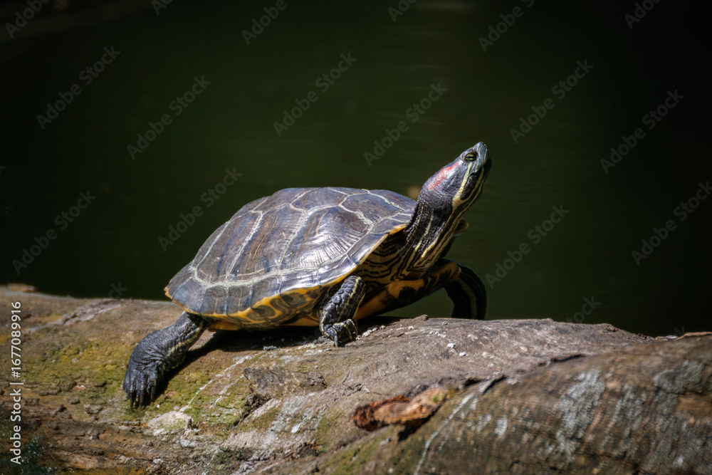 Obraz premium A red-eared slider turtle lies on a wooden log in the water, basking on a sunny summer day, perpendicular to the camera lens.