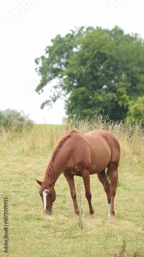 One single brown horse grazing in a meadow on a pasture in the rural countryside, trees and forest in background, vertical video
