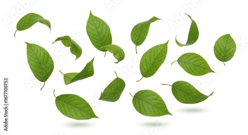 Floating green leaves with detailed veins and stems casting soft shadows against a white background