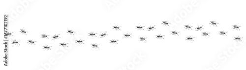Ant trail. Walking group of black insects. Line of worker ants marching in search of food. Curve footpath of home pest isolated on transparent background. Vector
