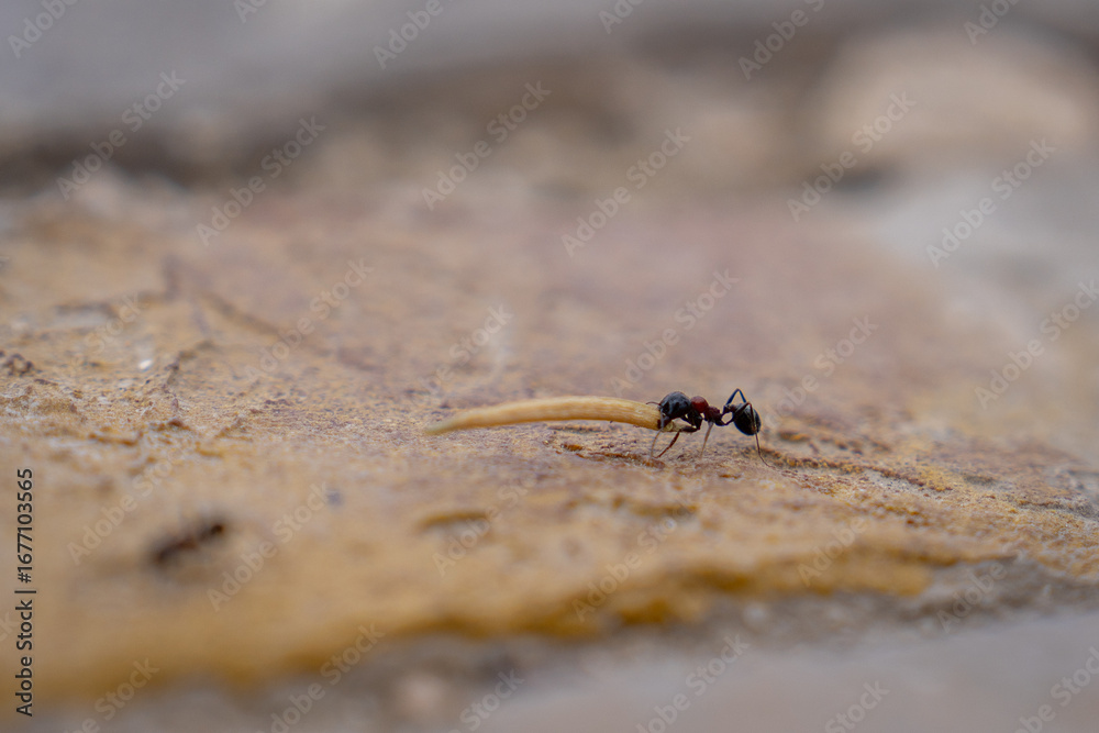 Obraz premium Ant carrying a small twig across sandy ground