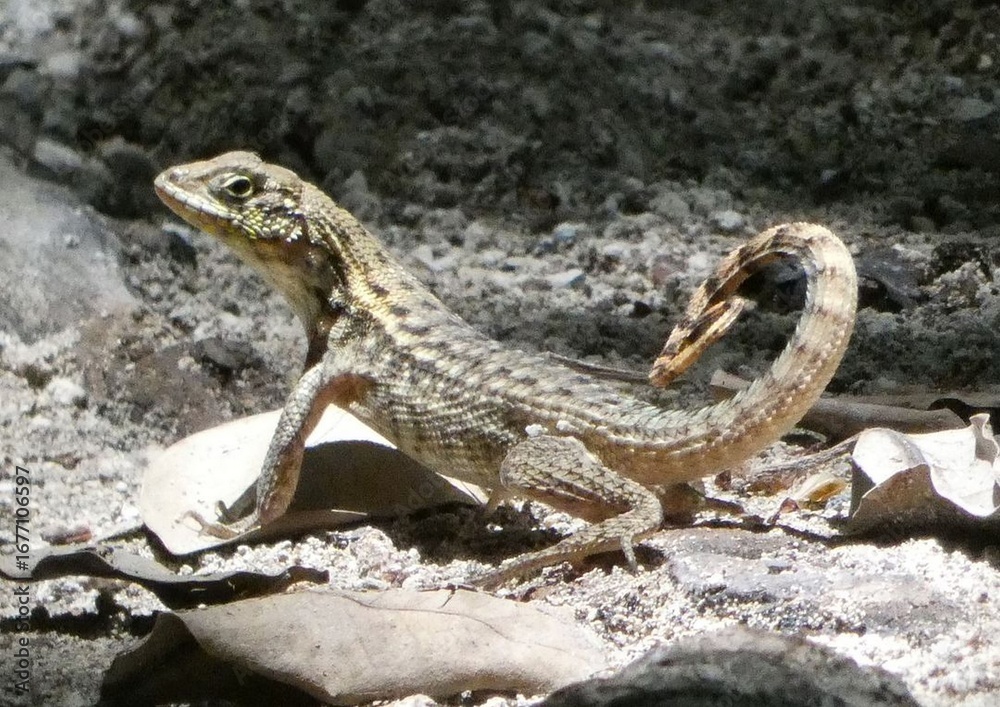 Naklejka premium A Whiptail Lizard on a Rocky Surface
