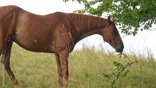 Brown domestic horse eating leaves off a branch of tree on a pasture in the rural countryside in Germany, Europe