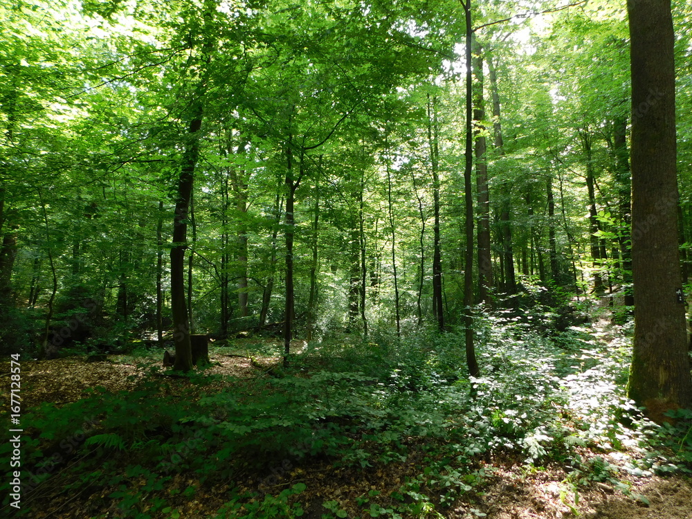 Obraz premium path in the forest