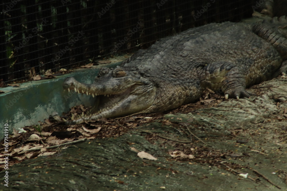 Obraz premium Crocodile with its mouth slightly open, lying on a dirt bank covered with dried leaves. The crocodile is next to a low wall and a metal fence.