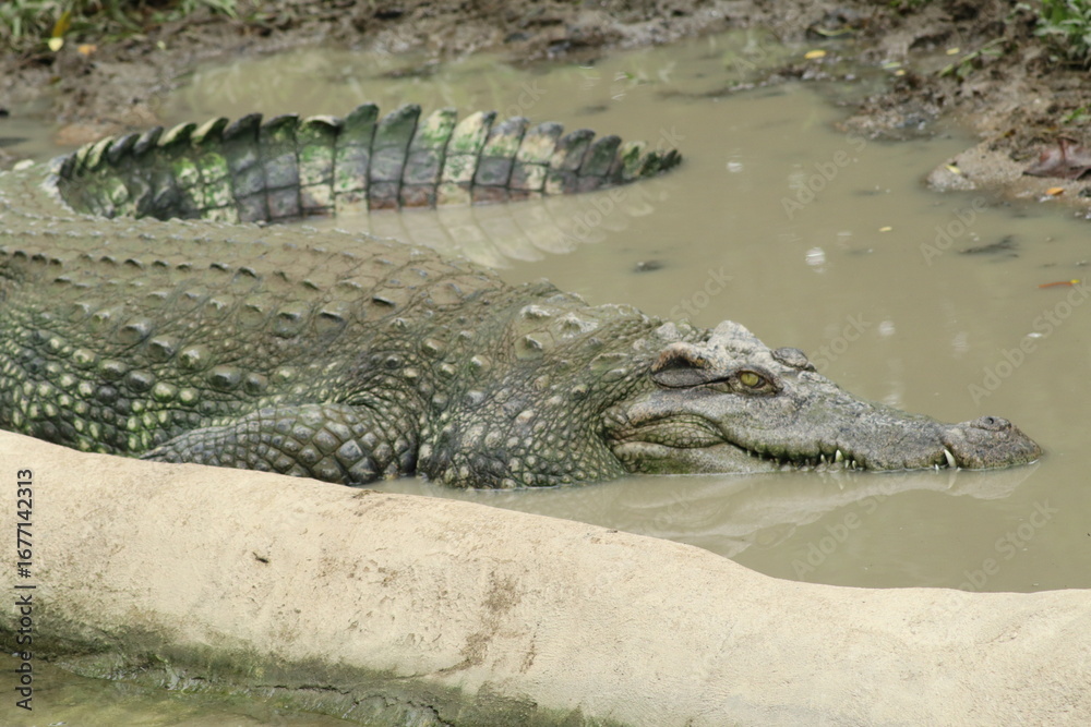 Obraz premium Large crocodile partially submerged in a muddy pool of water, resting its head on the edge of a concrete or rock wall. The crocodile's scaly hide and its powerful tail are clearly visible.