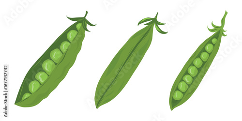 Peapod clipart, Garden pea illustration, Pea pod vector